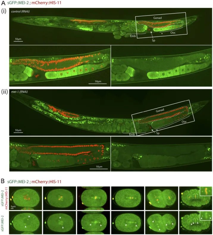 Figure 1. sGFP::MEI-2 dynamics during C. elegans development. (A) Spinning disk confocal micrographs of adult worm expressing sGFP::MEI-2 (in green) and mCherry::HIS-11 (in red) exposed to control (i) or mei-1(RNAi) (ii)