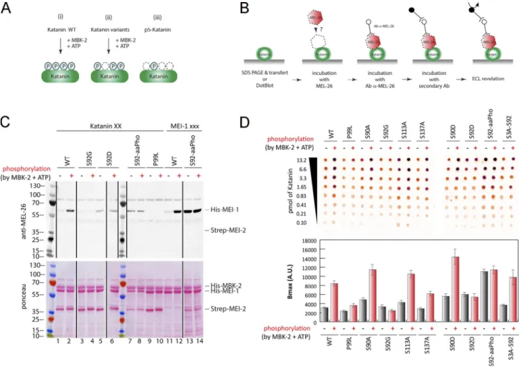 Figure 4. Site-specific MEI-1 phosphorylation at S92 increases MEI-1 affinity for MEL-26