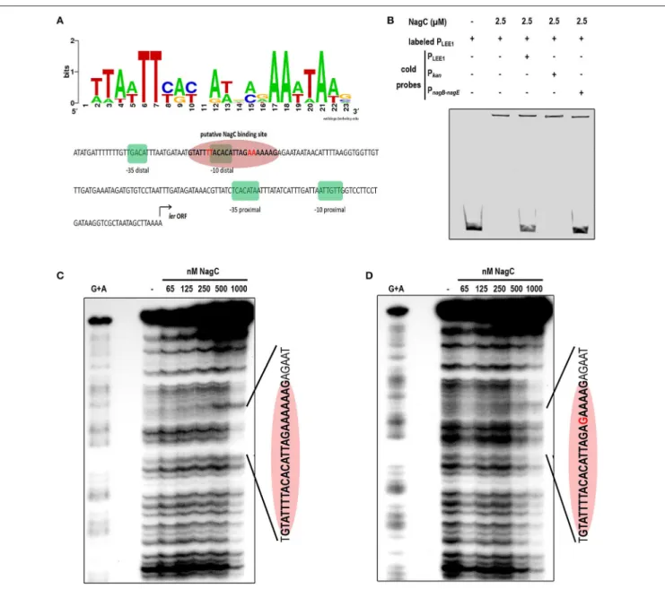 FIGURE 3 | NagC binds in vitro to the promoter of LEE1. (A) Predicted binding site generated by Weblogo from seven known NagC binding sequences and schematic representation of the regulatory region of LEE1