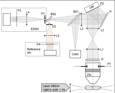 Figure 1. Optical setup. L1-5: relay lenses; IF: interfer- interfer-ence fluorescinterfer-ence filter; M: mirror; DM: deformable  mir-ror; D1-2: field diaphragms; BS1-2: 50:50 non-polarizing beamsplitters; CAM: imaging camera