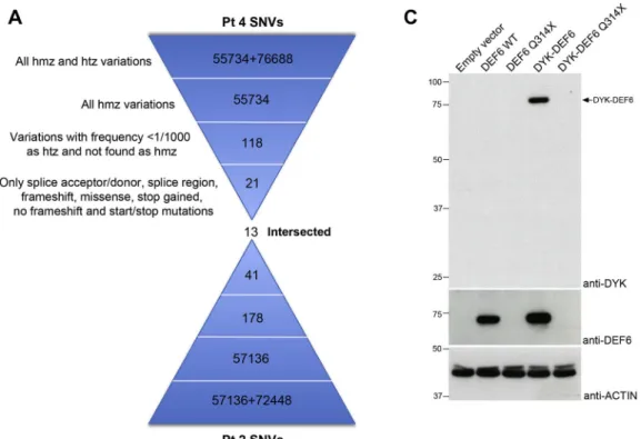 FIG E1. Identification of a DEF6 nonsense homozygous mutation in patients 2 and 4. A, Analysis of the single-nucleotide variations (SNVs) detected by whole exome sequencing in the genome of patient (Pt) 2 and Pt 4