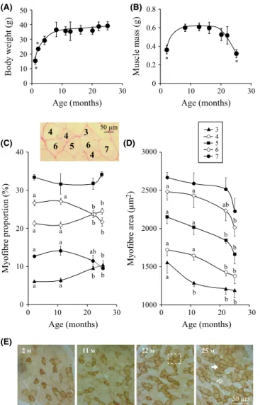 Fig. 2A). These analyses indicated that myofibres maintained a similar content of myonuclei with age (P &gt; 0.42)