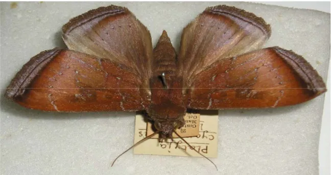 Fig. 7. Obscuration of label text by other labels and the specimen itself (note  also the extremely small script: the moth wingspan is about 4cm)