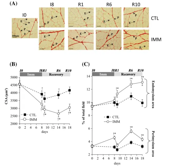 Figure 1 Tibialis anterior muscle atrophy and extracellular matrix structural alterations during immobilization and remobilization