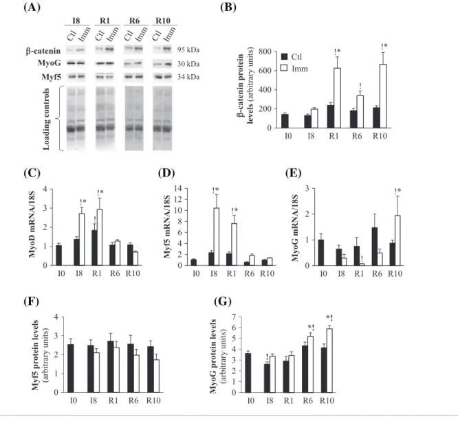Figure 4 β -Catenin stability and myogenic factor mRNA and protein levels in immobilized and remobilized tibialis anterior