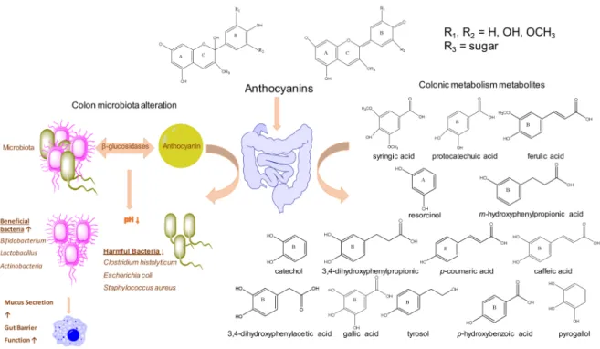 Figure 2. Scheme of Anthocyanins ADME (absorption, metabolism, distribution, and excretion) and structure of the main metabolites.