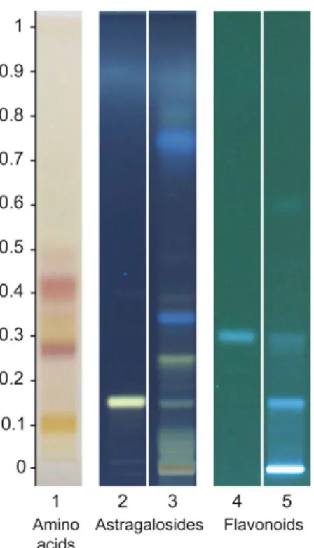 Figure  1.  High‐performance  thin‐layer  chromatography  (HPTLC)  plate  for  amino  acids,  astragalosides and flavonoids. Track 1: A. mongholicus Bunge HRE (0.2 μL), Track 2: astragaloside IV  (2  μL),  Track  3:  A.  mongholicus  Bunge  HRE  (1  μL),  