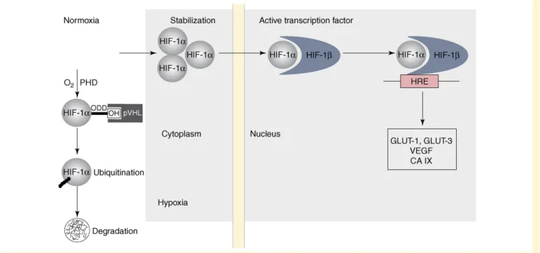 Figure I. Regulation of hypoxia-induced gene expression mediated by the HIF-1 transcription factor
