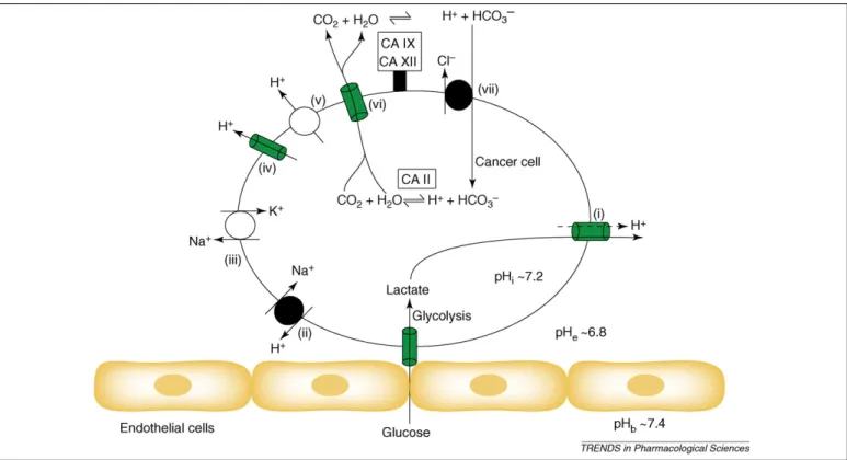 Figure 3. Molecular mechanisms involved in pH regulation and ion transport in cancer cells