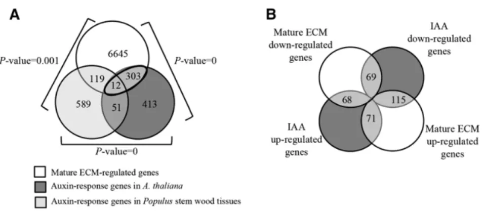 Figure 5. Expression patterns of auxin-response genes in mature ECM. A, Venn diagram illustrating differentially expressed transcripts in mature ECM of P