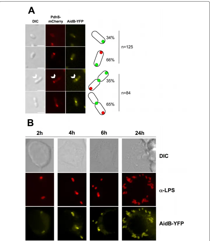 Figure 2 The B. abortus AidB-YFP is localized at new poles and at constriction sites, in culture and in macrophages