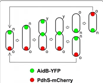 Figure 6 Model for the localization of AidB-YFP along B.