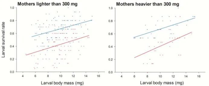 Fig. 4.  Relationship between the larval survival rate and larval body mass in larvae of mothers  lighter and heavier than 300 mg