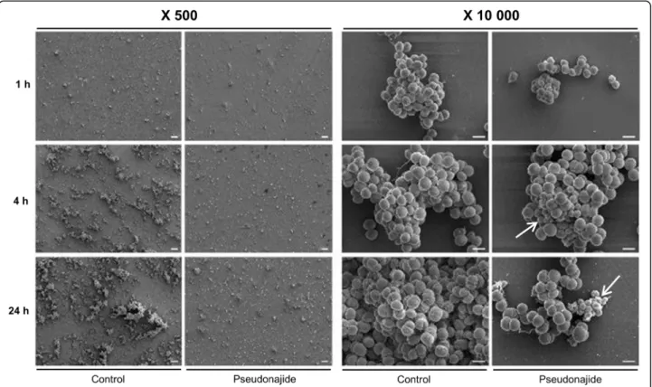 Fig. 6 Scanning electron microscopy images of Staphylococcus epidermidis in the presence or absence of pseudonajide