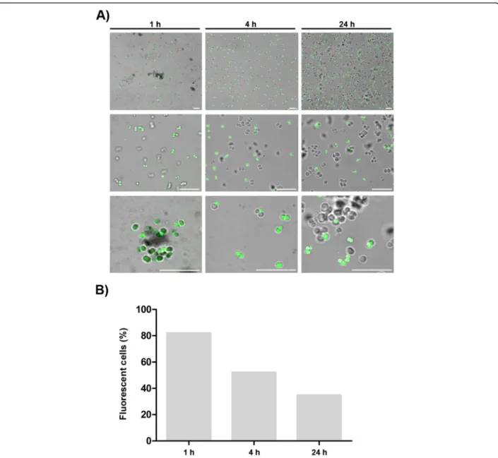 Fig. 4 Pseudonajide is located on the cell envelope and inside the bacterial cell. a Confocal microscopy images of Staphylococcus epidermidis incubated for 1, 4, and 24 h with 25 μ M pseudonajide tagged with fluorescein isothiocyanate (FITC)