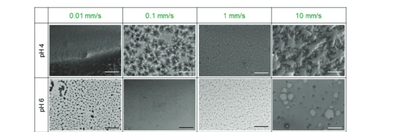 Fig. 4 SEM images indicating the influence of dip-coating withdrawal speed on the surface assembly of sophorolipids on silicon samples