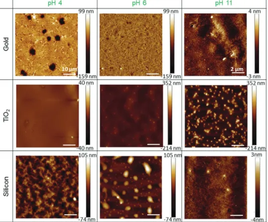 Table 1 Collection of AFM data for all the sophorolipids films observed