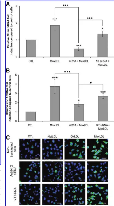 Fig. 8A). To confirm the lipid modification of MoxLDLs-C, theFIG. 5.Trolox reduces the oxidized LDLs-induced 
