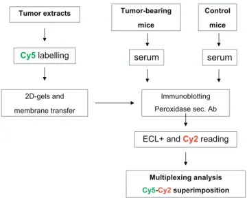 Figure W1. Schematic overview of the multiplex-based detection of auto-Ab. Cy5-labeling of tumor extracts is coregistered with  en-hanced chemiluminescence (ECL) – based detection of the  peroxidase-conjugated secondary antibody using the Cy2 channel detec