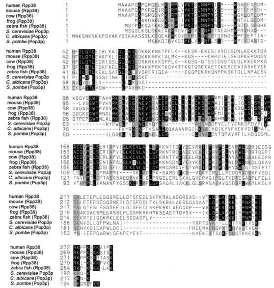 FIGURE 7. Amino acid sequence alignment of S. cerevisiae Pop3p, human Rpp38, and the putative homologs+ The putative homologs of human Rpp38 in mouse ( Mus musculus ), cow ( Bos taurus ), frog ( Xenopus laevis ), and zebra fish ( Danio rerio ) were derived