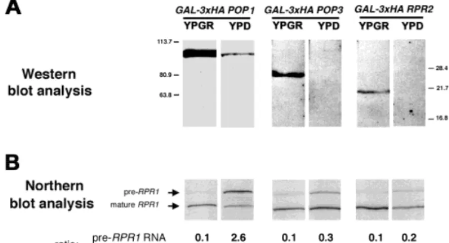 FIGURE 4. Depletion of Pop3p and Rpr2p does not affect the maturation of RPR1 RNA+ Yeast strains  con-taining the P3-tagged RPR1 and 3 3 HA-tagged Pop1p, Pop3p, or Rpr2p were generated+ The proteins were tagged at the N-termini and their expression was  re