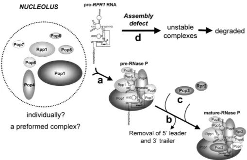 FIGURE 6. A hypothetical model of RNase P subunit assembly+ In the nucleolus, pre- RPR1 and all the protein subunits except Pop3p and Rpr2p are assembled first to form pre-RNase P complexes (a)+ It is not known whether the protein subunits associate with p