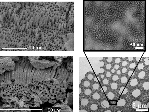 Fig. 10. SEM and TEM images of meso-macroporous aluminosilicates illustrating the  macrochannels, their cross-section and their mesoporous walls 
