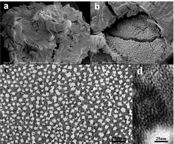 Fig. 11. Representative SEM images (a) of the mexican-hood-like morphology and the  regular macrochannels (b) of the meso-macroporous zirconia; (c) is the cross-sectional  TEM image of the macropores viewed perpendicular to the pores; (d) is the high  magn