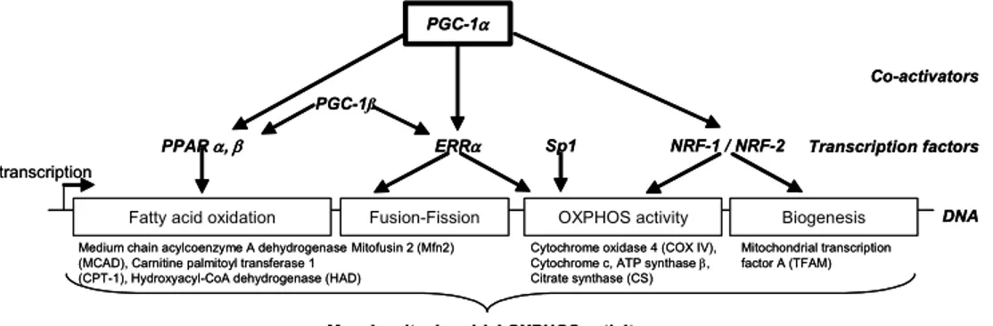 Fig. 3. Major coactivators and transcription factors involved in the regulation of muscle  mitochondrial oxidative and phosphorylation (OXPHOS) activity