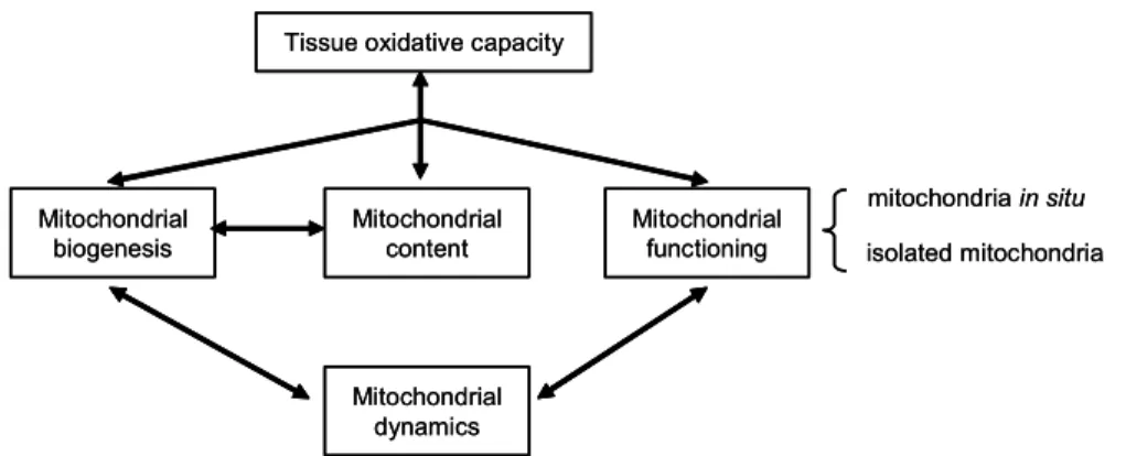 Fig. 4. Main guidelines for exploring mitochondrial functioning in human muscle biopsies