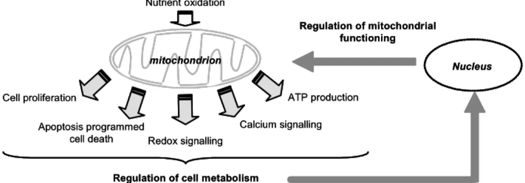 Fig. 1. Involvement of the cross-talk between nucleus and mitochondria in the regulation of  cell adaptations