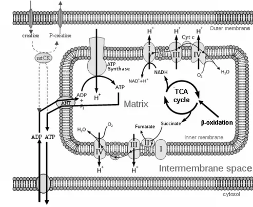 Fig. 2. Main organization of mitochondrial oxidative and phosphorylative pathways. 