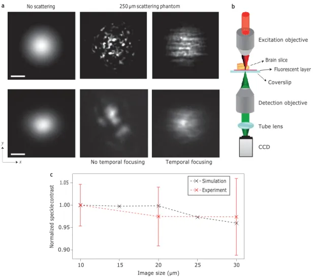 Figure 2 | Propagation of low-NA Gaussian beams. a, Top: two-photon excitation patterns generated by numerical simulation of a low-NA Gaussian beam  without scattering (left) and after propagation through a 250 mm scattering phantom without (middle) and wi