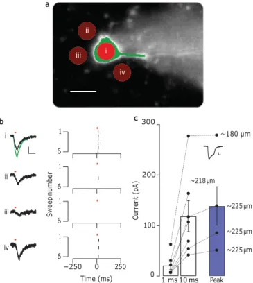 Figure  4  demonstrates  that  under  these  conditions  ChR2  could    be  activated  to  generate  large  inward  currents  when  recorded  in  voltage-clamp  mode  (118+31  pA,  spot  diameter  of  15  mm,  for    10  ms,  depth  of  201+9  mm,  n  7  c