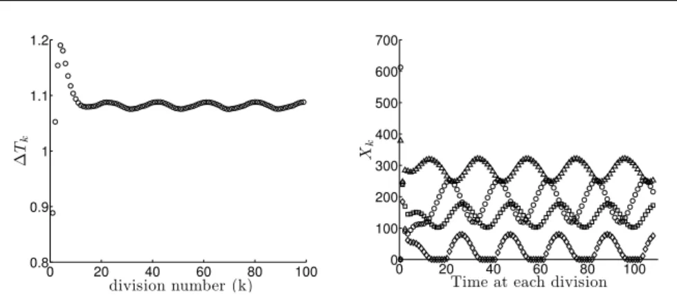 Fig. 1 An example of 4 X 4 matrix M with negative entries where synchronization in not achieved but the division time and the initial amount of genetic material regularly oscillate division after division