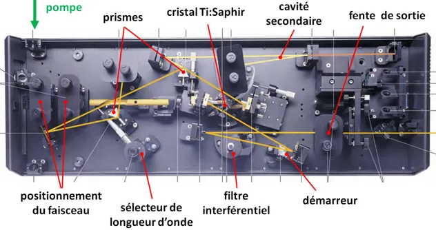 Figure 2.12 – Schéma du laser femtoseconde MIRA 900F : les éléments principaux sont indiqués ainsi que le trajet du faisceau