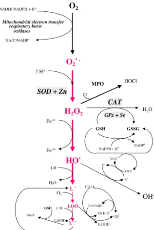 Fig. 1. Principal oxidative pathways occurring in living organisms and the main antioxidant systems transforming or inactivating free radicals or reactive oxidant species