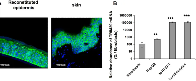 Figure 3. TRIM29 is strongly expressed in human epidermis. A: Immunofluorescent staining of TRIM29 (green) of histological sections of reconstructed epidermis and from human skin tissue were visualized by semi-quantitative confocal microscopy