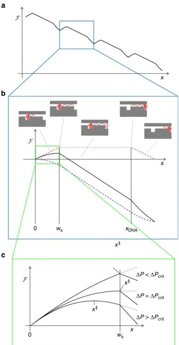 Figure 3 | Energy landscape experienced by a DNA molecule in the nanogroove array. (a) Free energy F ðxÞ experienced by the molecule when driven by the force ﬁeld from the buffer ﬂow through a series of entropic traps