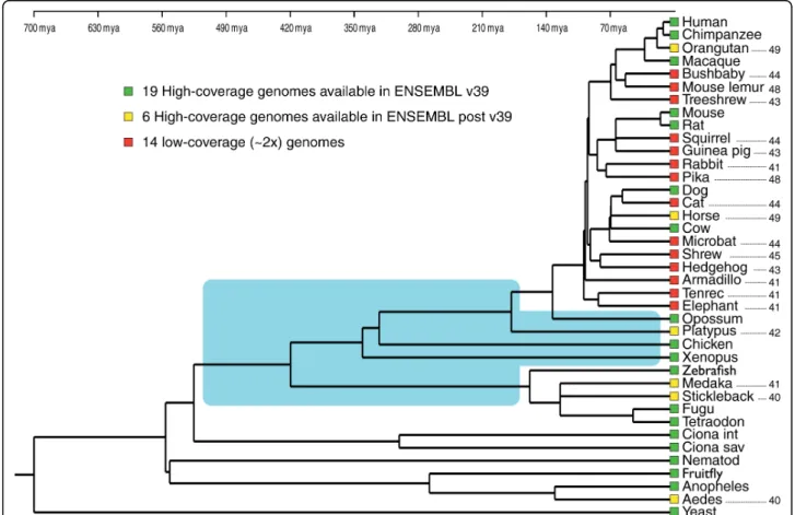 Figure 1 Phylogeny among the 39 species whose genomes are available in version 49 of the ENSEMBL database