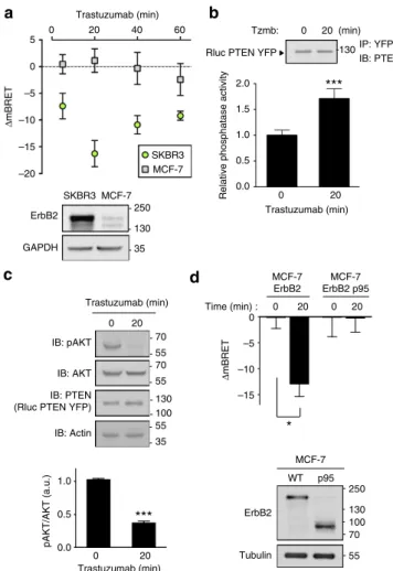 Figure 8 | TPaR and M1MR-induced PTEN activation monitored by real-time BRET. (a,b) HEK cells were cotransfected with Rluc-PTEN-YFP and TPaR or M1MR, and treated with thromboxane mimetic U46619 (1 mM) or Carbachol (CCh) (100 mM)