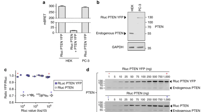 Figure 2 | Intramolecular BRET signals of Rluc-PTEN-YFP. (a) mBRET measurements in HEK293 cells transfected with Rluc-PTEN-YFP for intramolecular BRET, or cotransfected with Rluc-PTEN and PTEN-YFP for intermolecular BRET