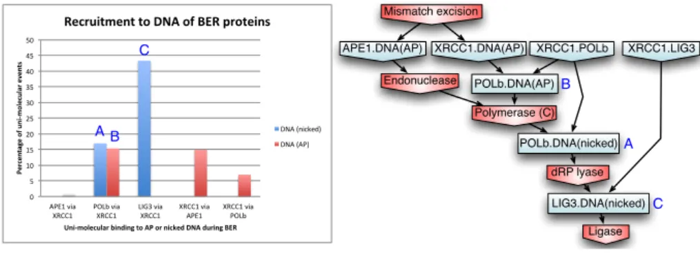 Fig. 6. (Left) Analysis of causal 122 flows exhibiting the intervention of XRCC1 and leading to a ligation event