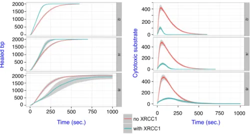 Fig. 8. Repair efficiency and cytotoxicity of simulations with increasing dilution of POLβ (/2, /4 and /8 with respect to default amount).