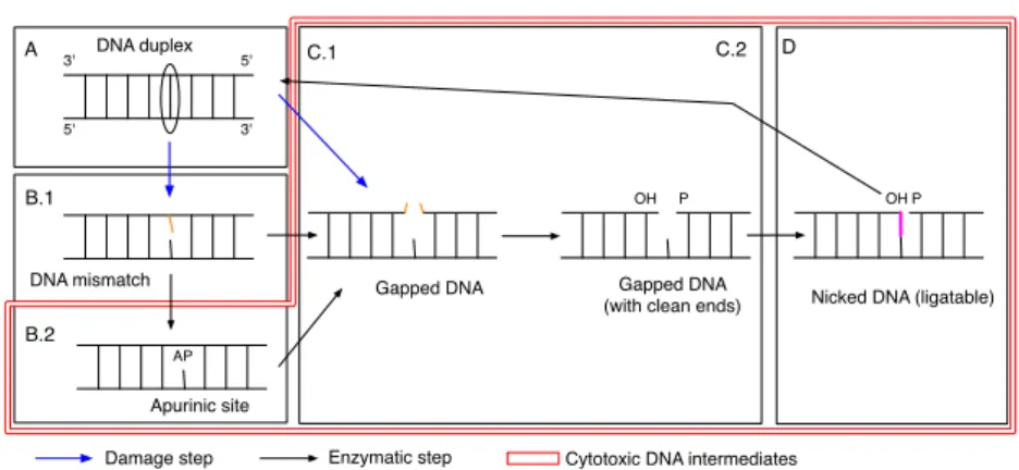 Fig. 1. Abstract Base Excision Repair pathway.