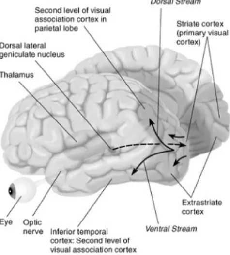 Fig. 2. Block diagram of a grasping system based on human physiology.