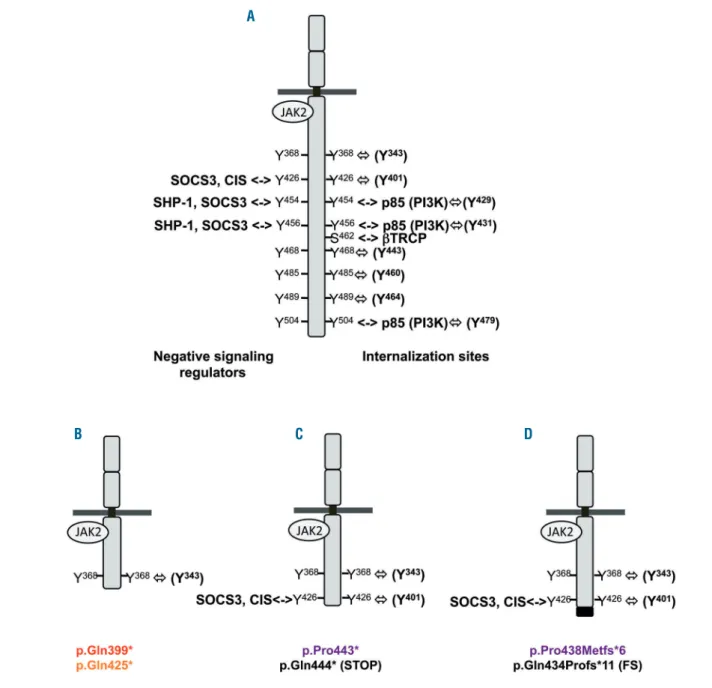 Figure 6. Regulation of EPOR signaling and positions of the EPOR truncations. (A) Negative regulators of EPOR signaling and their binding sites in the C-terminal part of the receptor: negative signaling regulators (on the left) and internalization/degradat