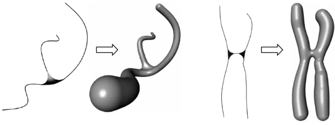 Figure 1.2. Squelette et iso-surface d’un embranchement et d’un chromosome [Ferley and al., 1997]
