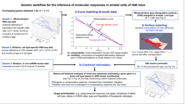 Figure supplement 1. Shape deformation principle applied to the comparison of curves defined by genomic data.