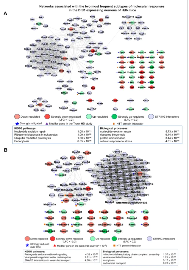 Figure 3. Networks associated with the most frequent temporal subtypes of molecular responses in the Drd1-expressing neurons of Huntington’s disease (HD) knock-in model mice